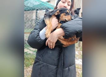 Welpi MOLLI sucht ihre Familie ❤️