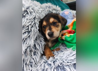 Welpe Mrga sucht perfect match ❤️