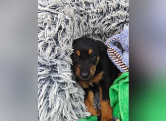 Welpenjunge Moli sucht sein forever Home ❤️