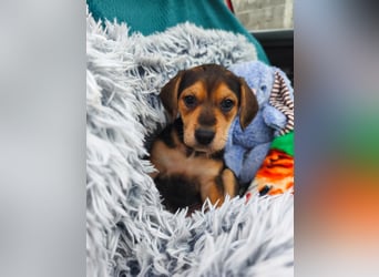 Welpe Mila sucht ihr Zuhause ❤️