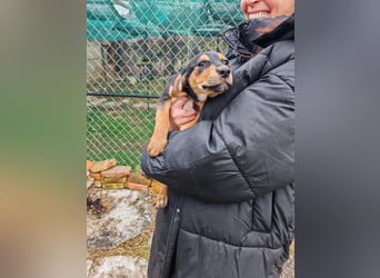 Welpi MOLLI sucht ihre Familie ❤️