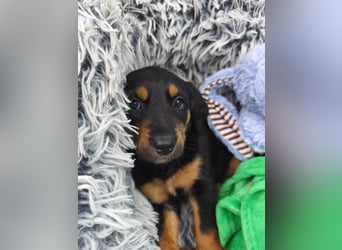 Welpenjunge Moli sucht sein forever Home ❤️