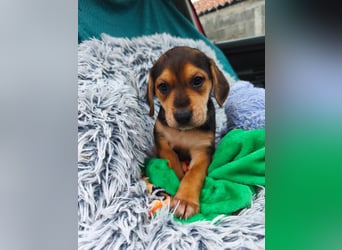 Welpe Mila sucht ihr Zuhause ❤️