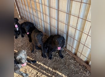 Welpenalarm! Kleine Schätze suchen große Herzen! ❤️