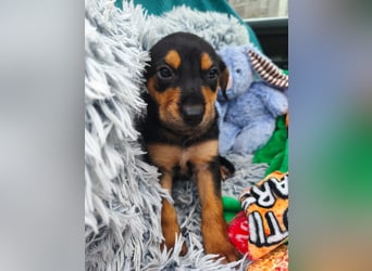 Welpe Megi sucht Familie ❤️