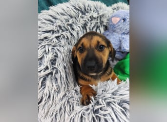 Welpe Marla suche ihre Familie❤️