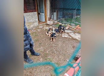 Welpenmädchen MIA sucht ihre Familie ❤️