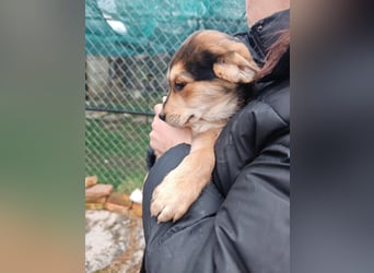 Welpe MRGA sucht sein Glück ❤️