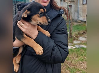 Welpenmädchen MIA sucht ihre Familie ❤️