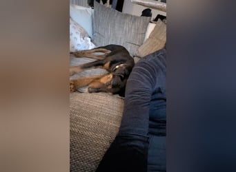 Terrier-Mix Vasko sucht Zuhause❤️