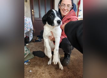 Welpe KUMIN sucht Für-Immer-Körbchen ❤️