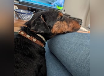 Terrier-Mix Vasko sucht Zuhause❤️