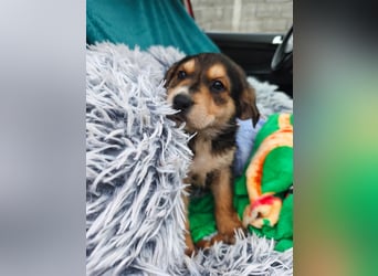 Welpe Mrga sucht perfect match ❤️