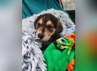 Welpe Mrga sucht perfect match ❤️