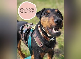 Terrier-Mix Vasko sucht Zuhause❤️