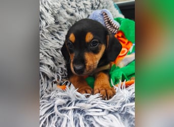 Welpe Megi sucht Familie ❤️