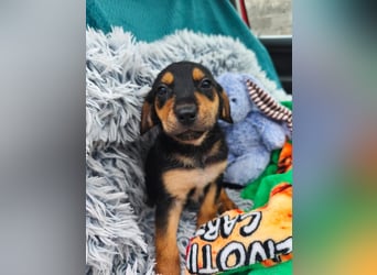 Welpe Megi sucht Familie ❤️