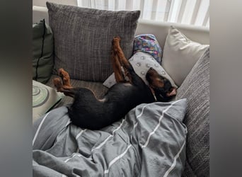 Terrier-Mix Vasko sucht Zuhause❤️