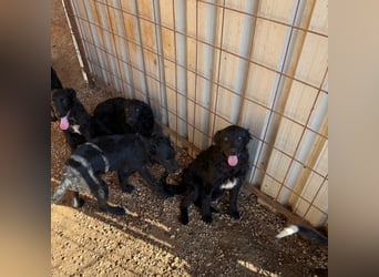 Welpenalarm! Kleine Schätze suchen große Herzen! ❤️