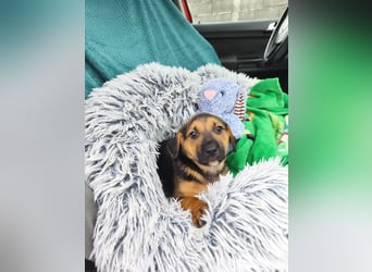 Welpe Marla suche ihre Familie❤️