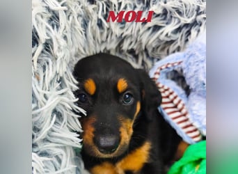 Welpenjunge Moli sucht sein forever Home ❤️