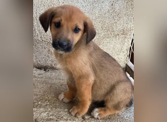 Cavallo, geb. ca. 11/2025, lebt in GRIECHENLAND, im städt. Tierheim Serres