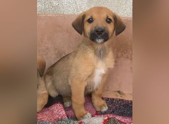 Cavallo, geb. ca. 11/2025, lebt in GRIECHENLAND, im städt. Tierheim Serres