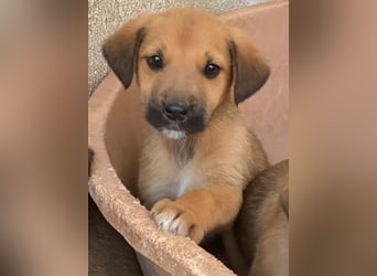 Cavallo, geb. ca. 11/2025, lebt in GRIECHENLAND, im städt. Tierheim Serres