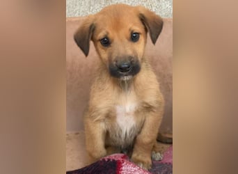 Cavallo, geb. ca. 11/2025, lebt in GRIECHENLAND, im städt. Tierheim Serres