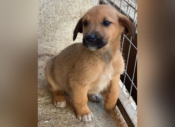 Cavallo, geb. ca. 11/2025, lebt in GRIECHENLAND, im städt. Tierheim Serres