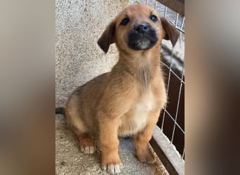 Cavallo, geb. ca. 11/2025, lebt in GRIECHENLAND, im städt. Tierheim Serres