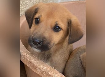 Cavallo, geb. ca. 11/2025, lebt in GRIECHENLAND, im städt. Tierheim Serres