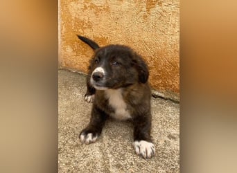 Fröhlicher verspielter LINO sucht Zuhause zum Schmusen