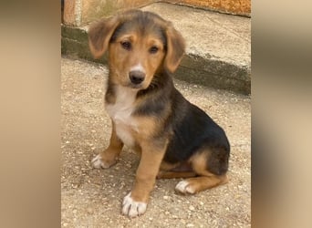 Fröhlicher, verspielter ALWI sucht eine Familie zum Schmusen