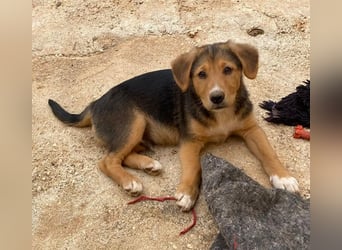 Fröhlicher, verspielter ALWI sucht eine Familie zum Schmusen