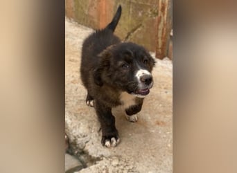 Fröhlicher verspielter LINO sucht Zuhause zum Schmusen