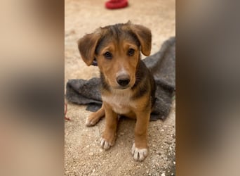 Fröhlicher, verspielter ALWI sucht eine Familie zum Schmusen