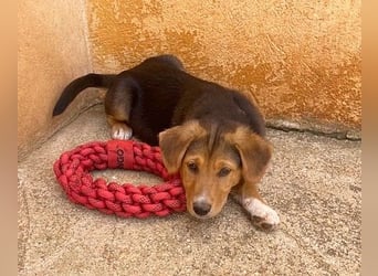 Fröhlicher, verspielter ALWI sucht eine Familie zum Schmusen
