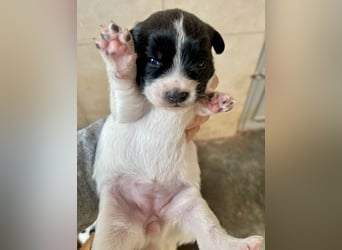 Zuckersüße HARU, welpentypisch ausgelassen und verspielt, sucht ihre Menschen