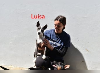 Luisa geb. 02/2023 (ESP) - verschmuste, wunderschöne Traumhündin!
