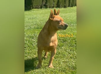 Nacho3 geb. 02/2022 (ESP) - geselliger und sozialer Bub sucht Pflegestelle oder Zuhause!