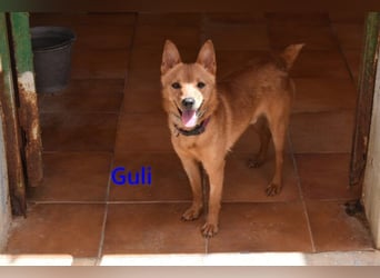 Guli geb. 07/2022 (ESP) - ein Sonne-im-Herzen Hund verdient sein Happy End!