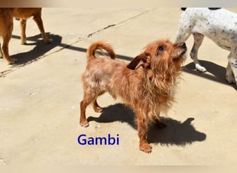 Gambi geb. 06/2023 (ESP) - unkomplizierter, freundlicher Hundemann!