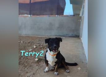 Terry2, geb. 11/2016 (ESP) - verschmuster und sozialer Rüde sucht seine Menschen!