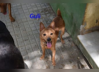 Guli geb. 07/2022 (ESP) - ein Sonne-im-Herzen Hund verdient sein Happy End!