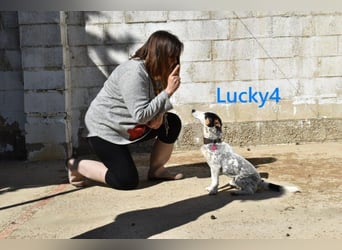 Lucky4 geb. 06/2025 (ESP) - verspielter Junghund sucht Pflegestelle oder Zuhause!