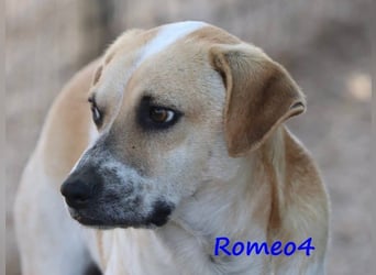 Romeo4 08/2022 (GRC) - schüchterner Schatz sucht Menschen mit Herz!
