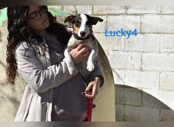 Lucky4 geb. 06/2025 (ESP) - verspielter Junghund sucht Pflegestelle oder Zuhause!