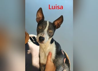 Luisa geb. 02/2023 (ESP) - verschmuste, wunderschöne Traumhündin!
