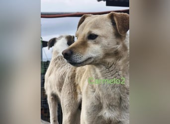 Carmelo2 geb. 10/2023 (GRC) - lieber, verschmuster Hundepartner sucht sein Zuhause!